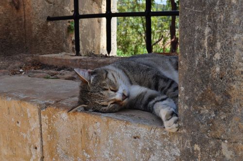 cat crete sleeps