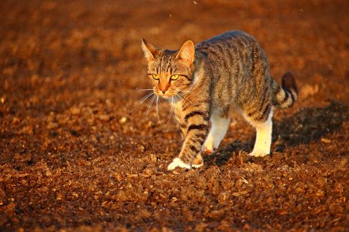 cat autumn kitten