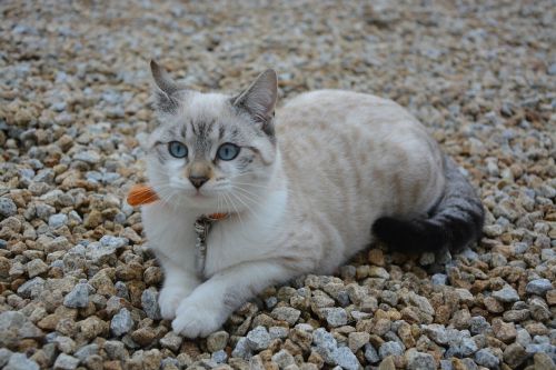 cat kitten sunset