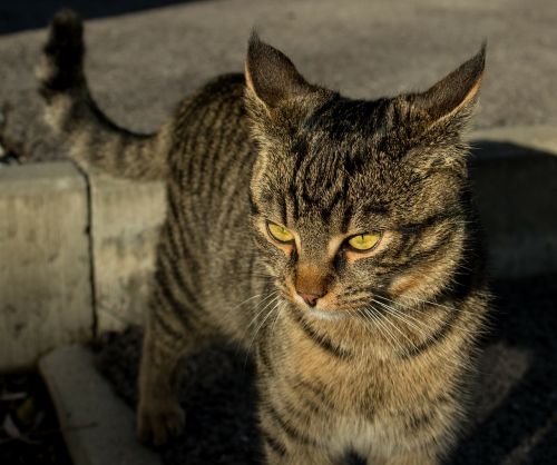 cat young animal domestic cat