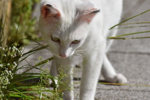 cat white cute