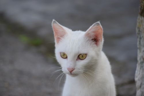 cat white eyes