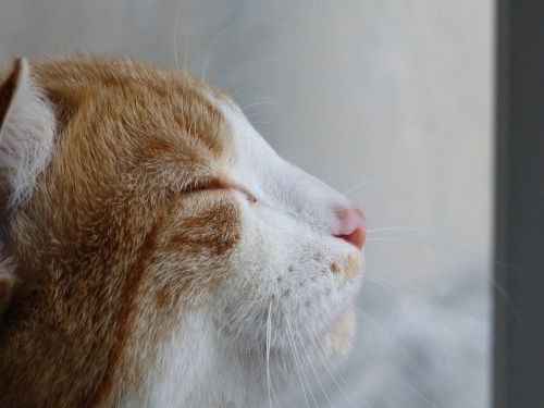 cat zen profile