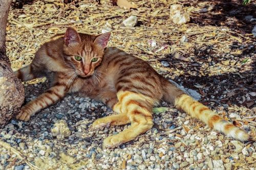 cat feral outdoor