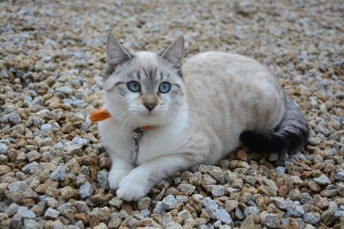 cat kitten blue eyes