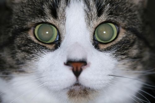 cat eyes stare