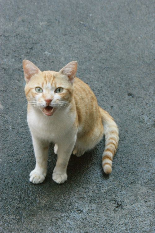 cat feline angry