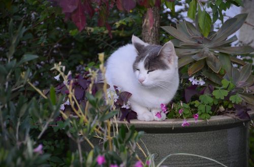 cat plant home