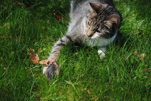 cat mouse hunt