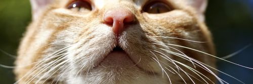cat animal nose