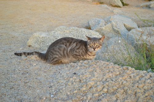 cat feral cat animal