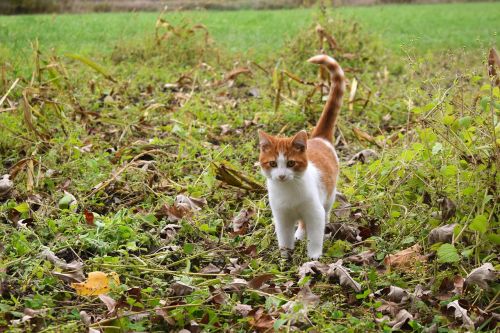 cat pet kitten