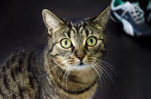 cat cat's eyes domestic cat