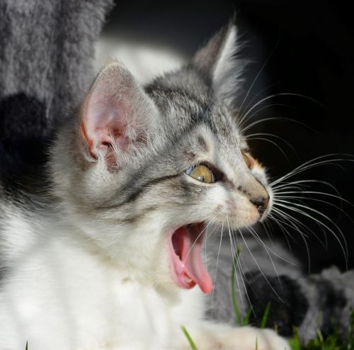 cat scream yawn
