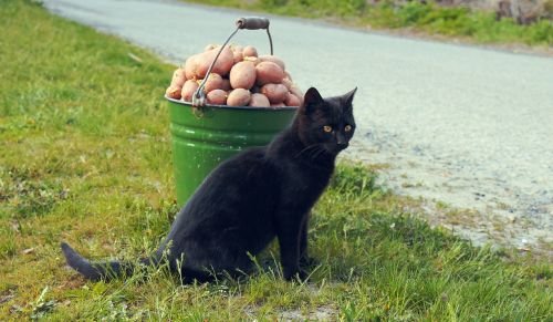 cat animal potato