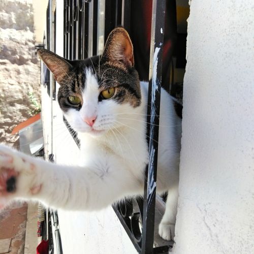 cat window house cat