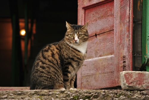 cat door entrance