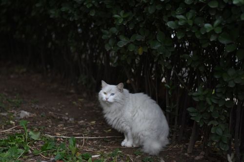 cat shade white