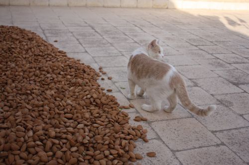 cat almonds sicily