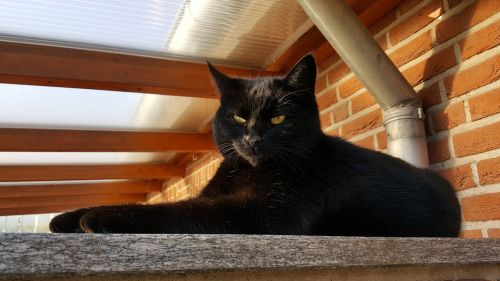 cat black cat mieze