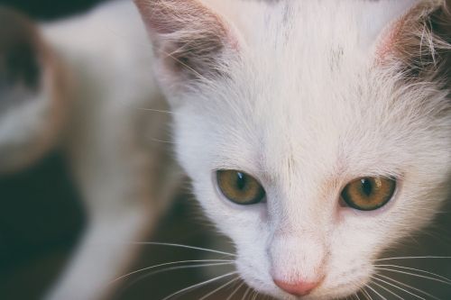 cat white kitten