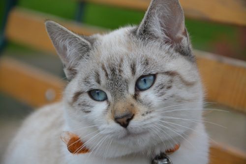 cat blue eyes pussy