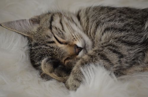 cat tiger sleep