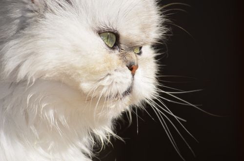 cat fluffy persian cat