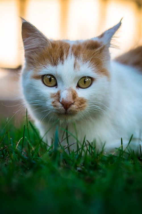 cat a cat's head domestic animal