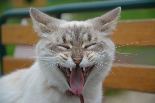 cat kitten yawning cat