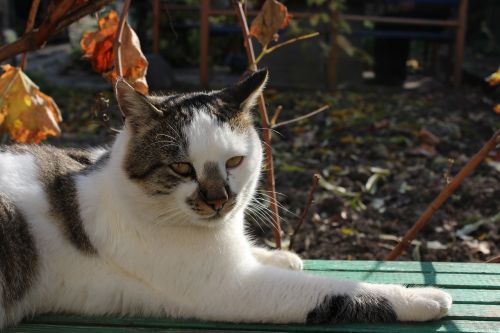 cat bench leaf