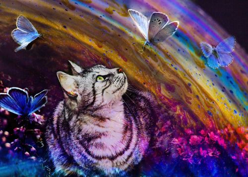 cat rainbow butterfly