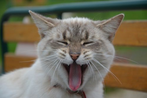 cat yawning cat domestic animal