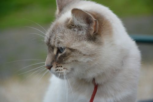 cat profile head cat domestic animal