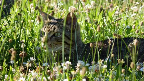 cat tabby cat feline