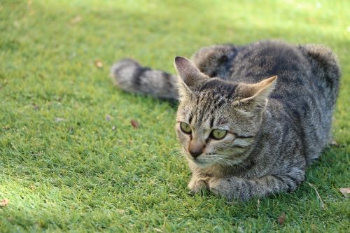 cat grass pet