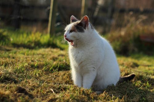 cat yawns yawn