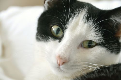 cat pet black and white cat