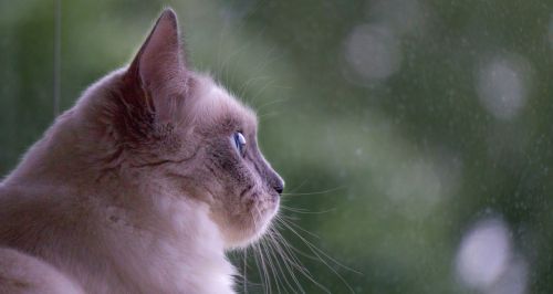 cat ragdoll kitten