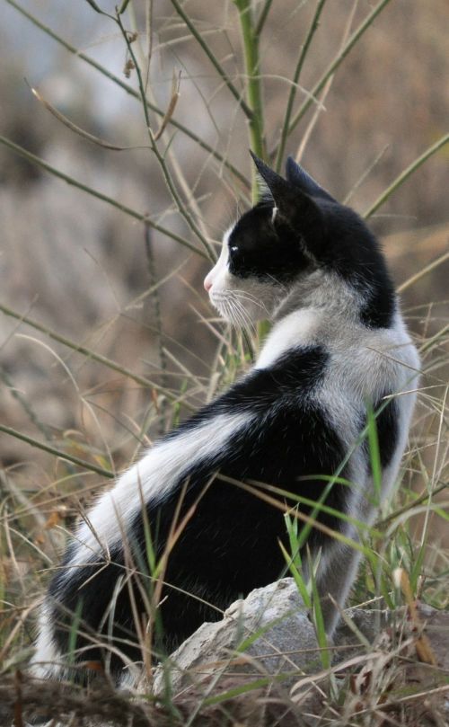 cat nature kitten