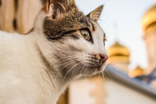 cat stray young