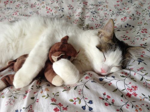 cat sleeping stuffed toy