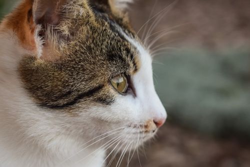 cat stray young