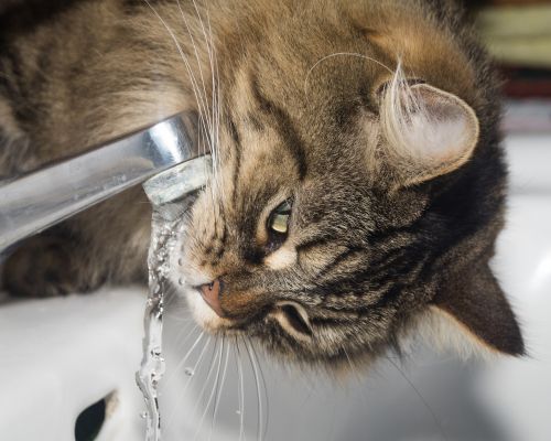 cat norwegian forest cat drink