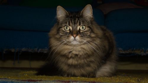 cat norwegian forest cat attention