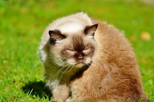 cat breed cat british shorthair
