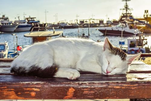 cat sleeping outdoor