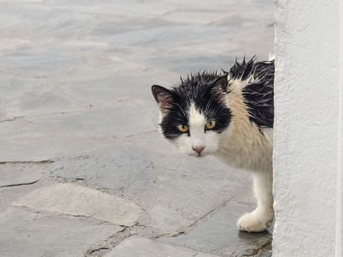 cat stray wet