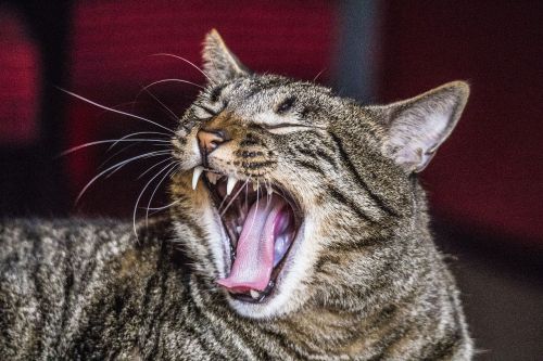 cat yawn fangs