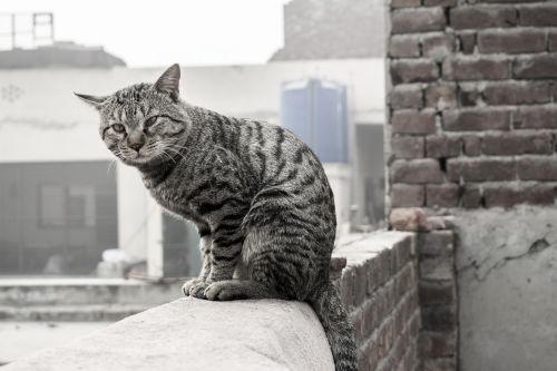 cat cat on wall cat wall